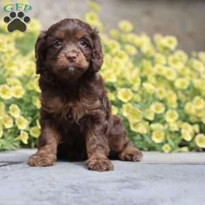 Bunny, Cavapoo Puppy